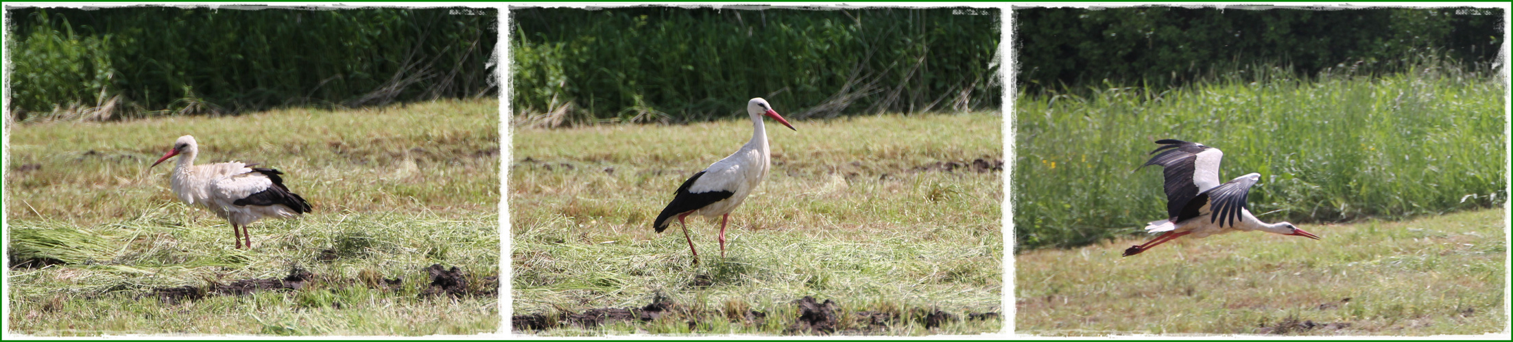 Adebar auf der frisch gemähten Wiese