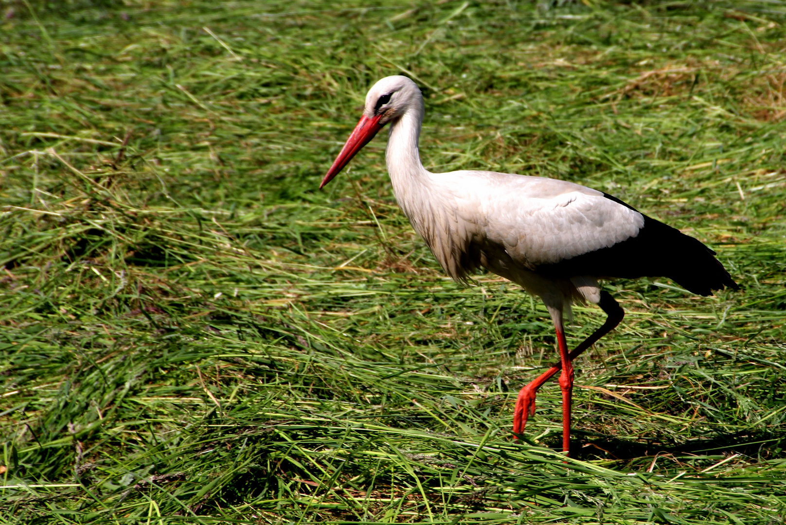 Adebar auf der Jagd