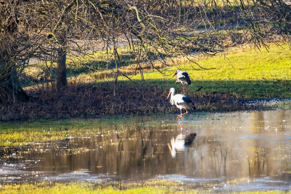 Adebar auf Nahrungsuche_MG_0042