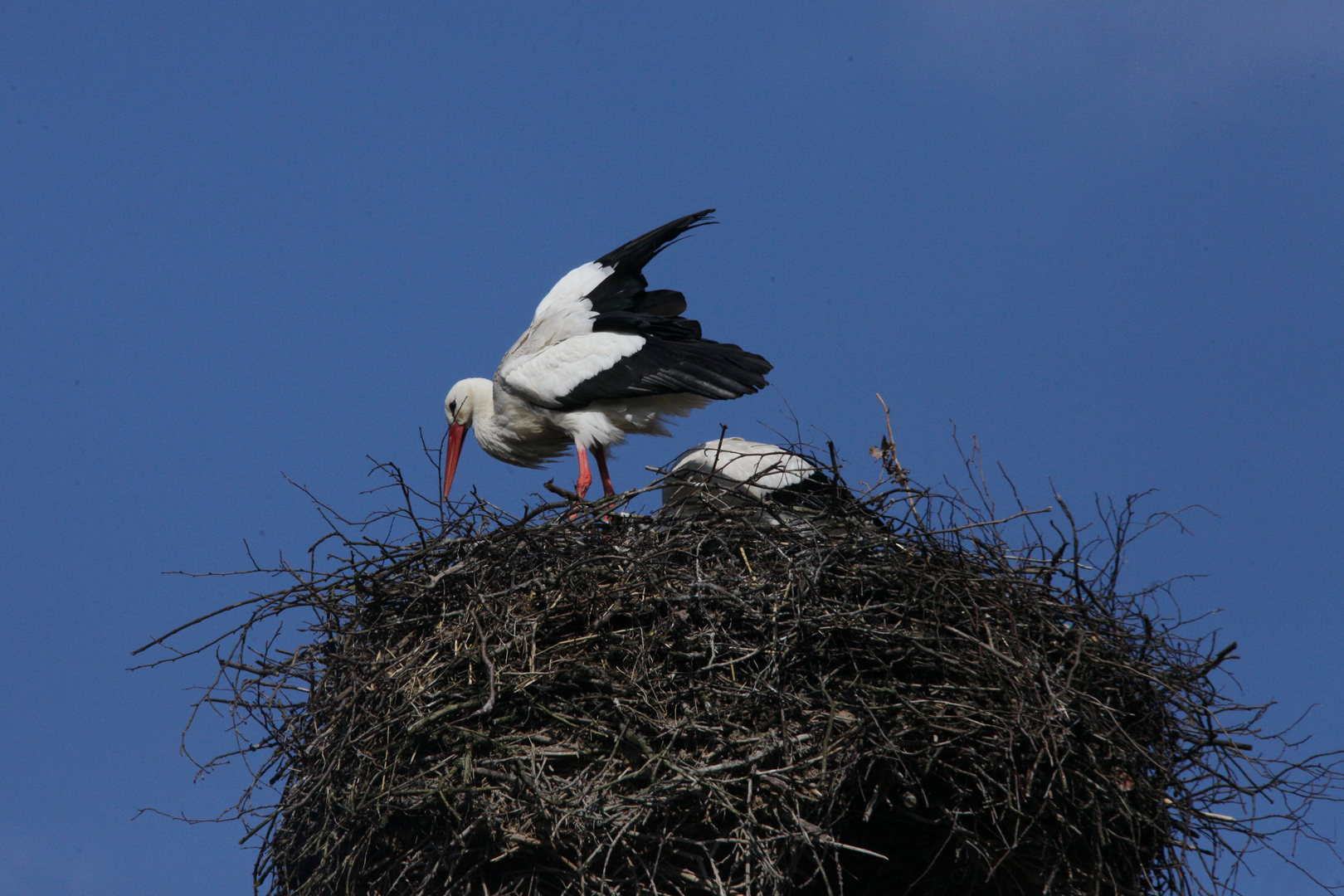 Adebar Foto & Bild storch, adebar Bilder auf