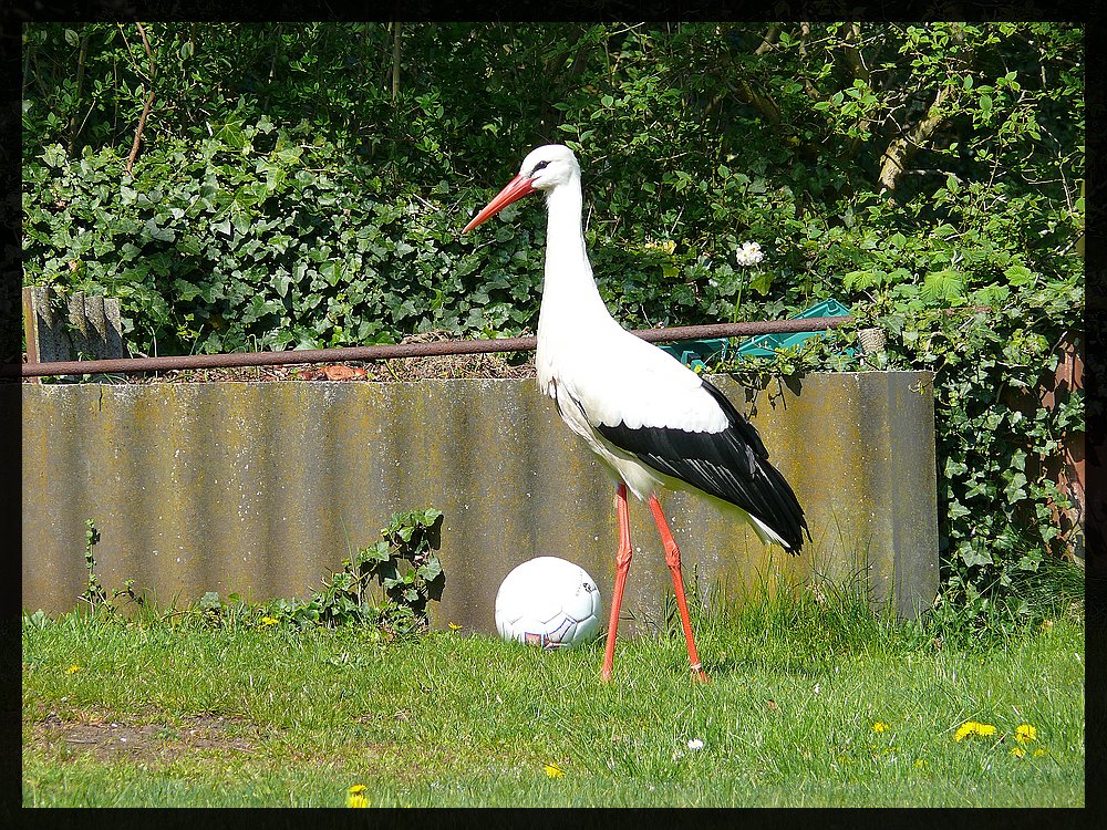 Adebar beim Fußball