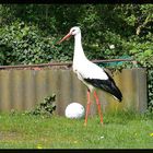 Adebar beim Fußball