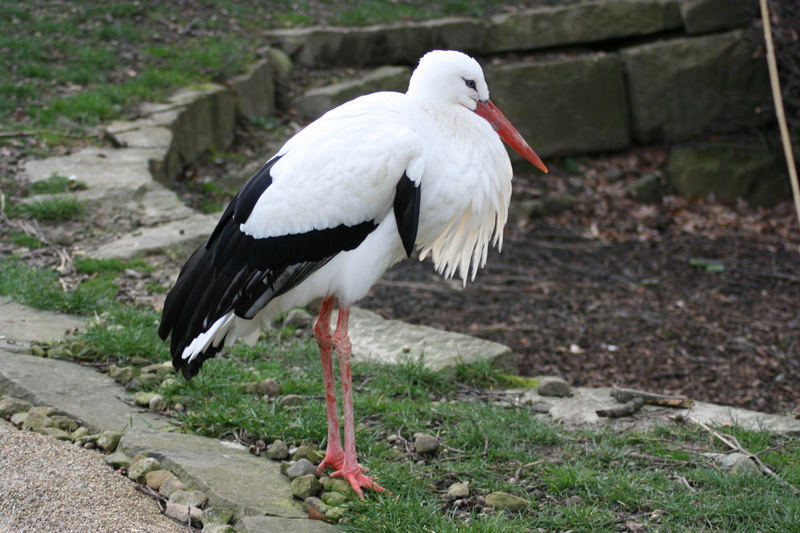 Adebar der Storch