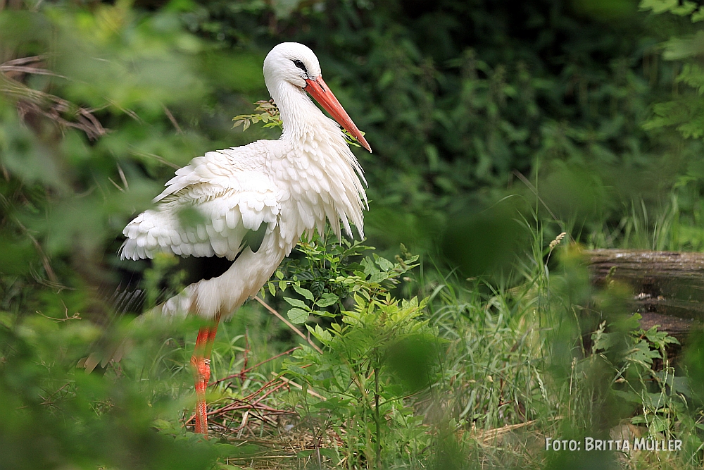 Adebar, der Weißstorch