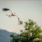 Adebar dreht bei...