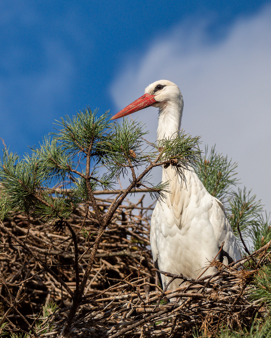 Adebar Foto & Bild tiere, wildlife, wild lebende vögel Bilder auf