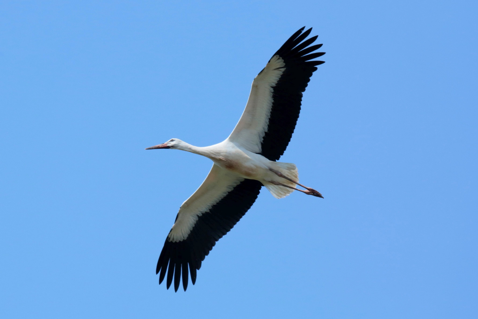 Adebar im Überflug