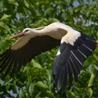 Adebar im Vorbeiflug