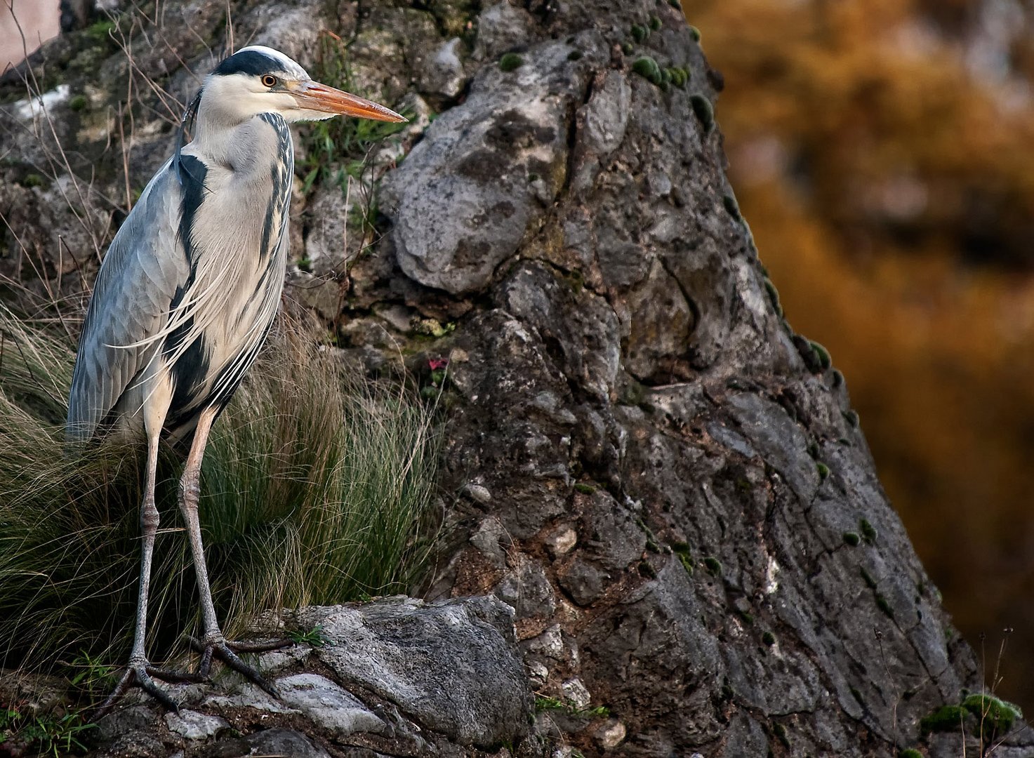 ADEBAR ist eigentlich ein Storch :-) DAnke für den Hinweis