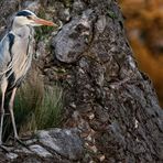 ADEBAR ist eigentlich ein Storch :-) DAnke für den Hinweis