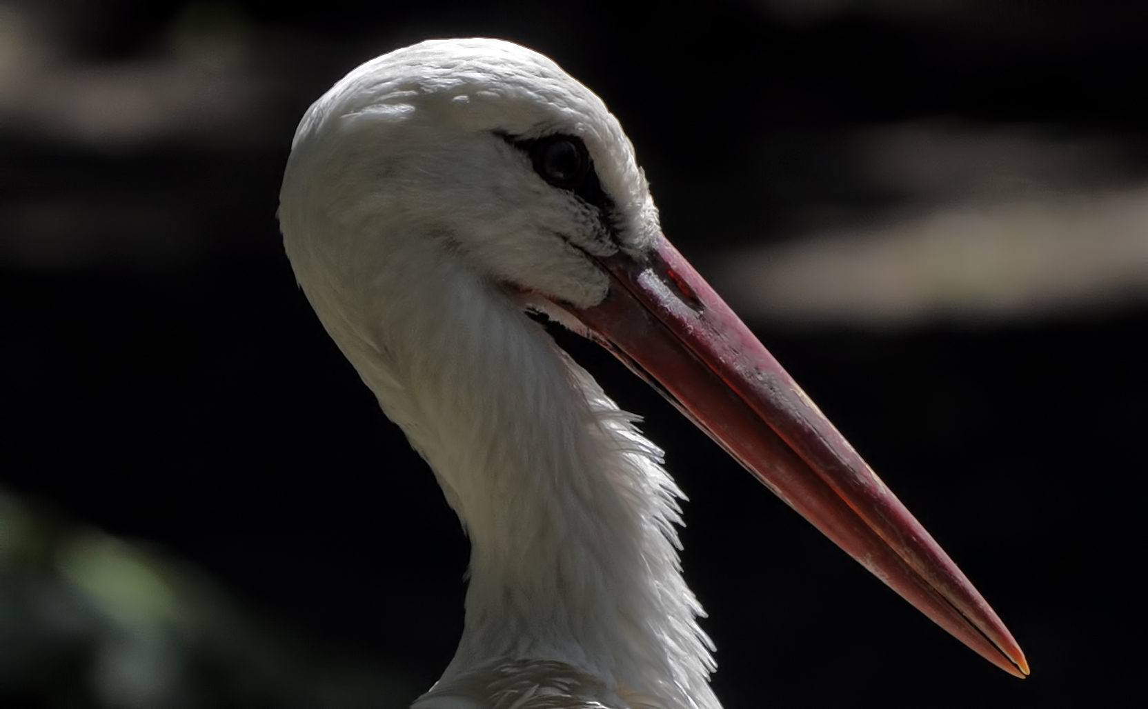 Adebar Portrait