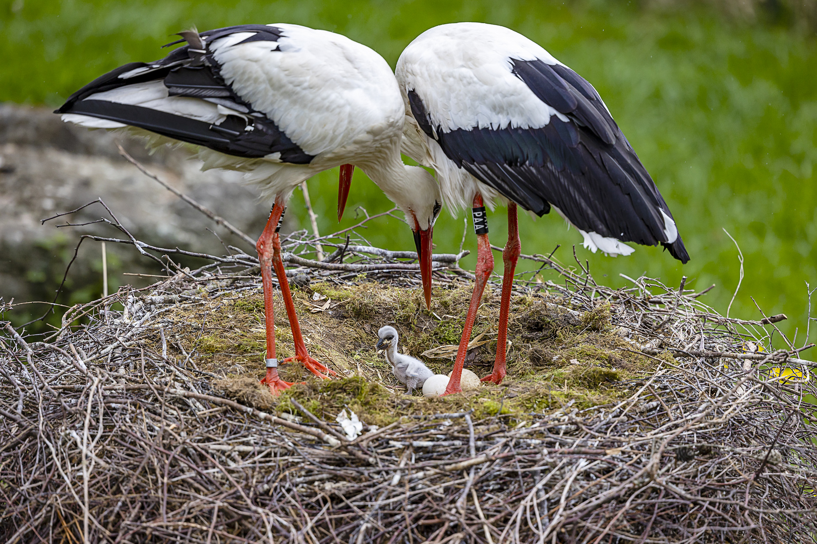 Adebars Familienglück (Begegnungen im Zoo, 5)