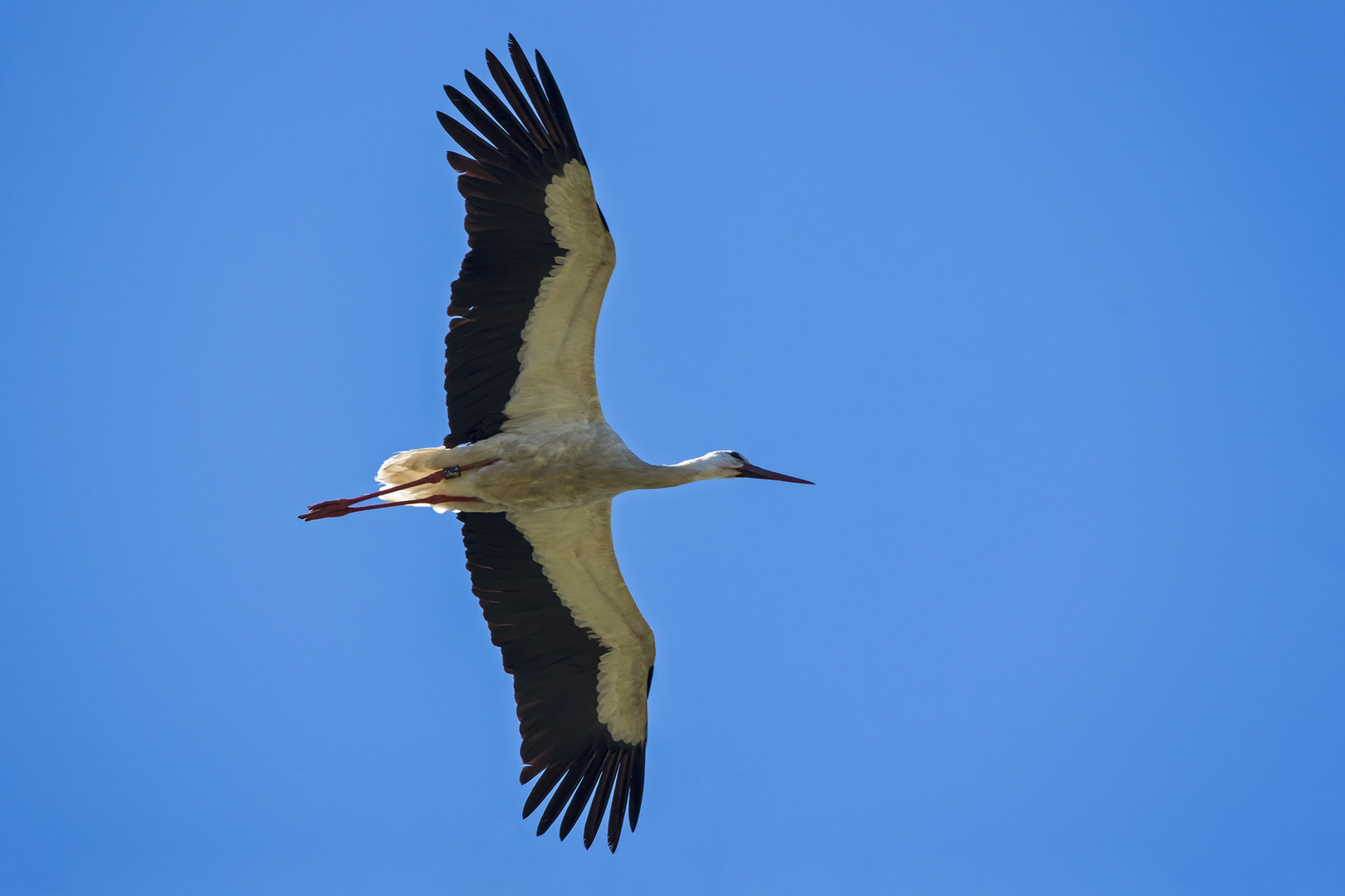 Adebars Heimflug