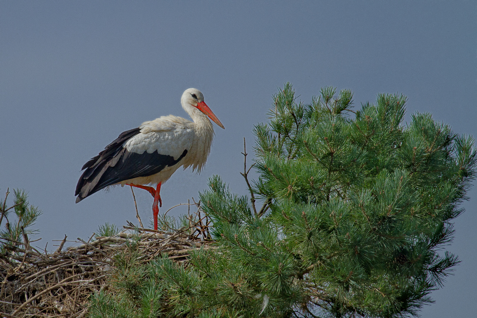 Adebars Nest im Baum