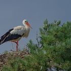 Adebars Nest im Baum