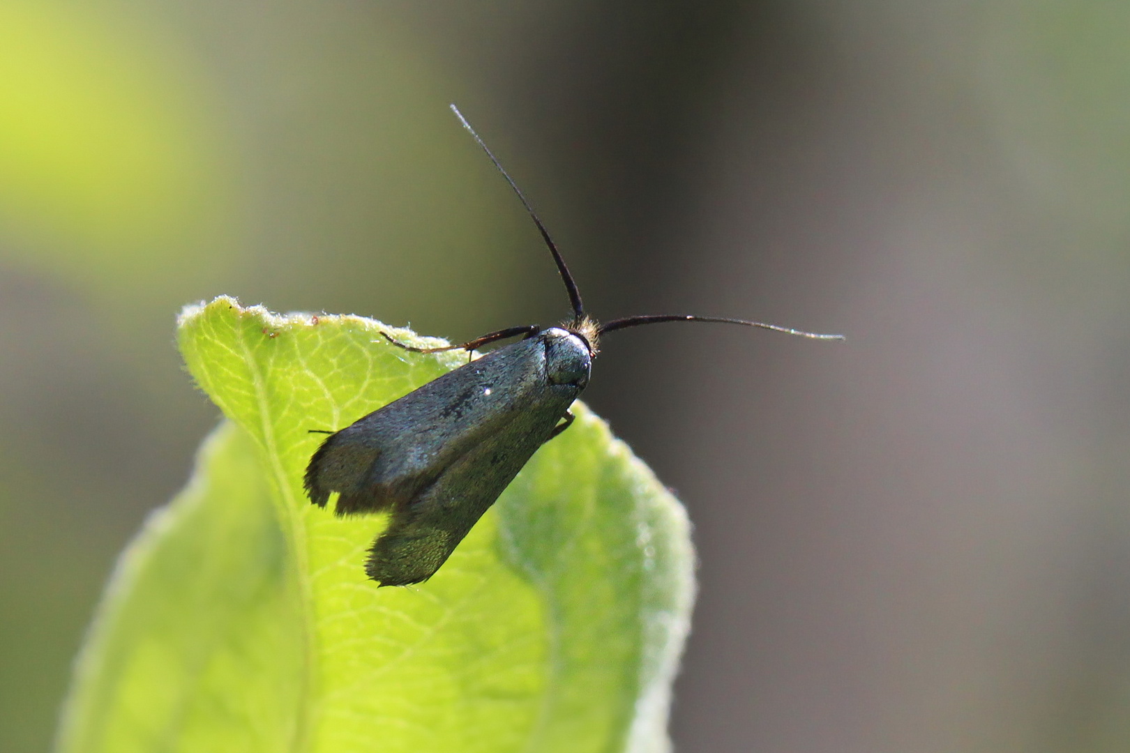 Adela reaumurella