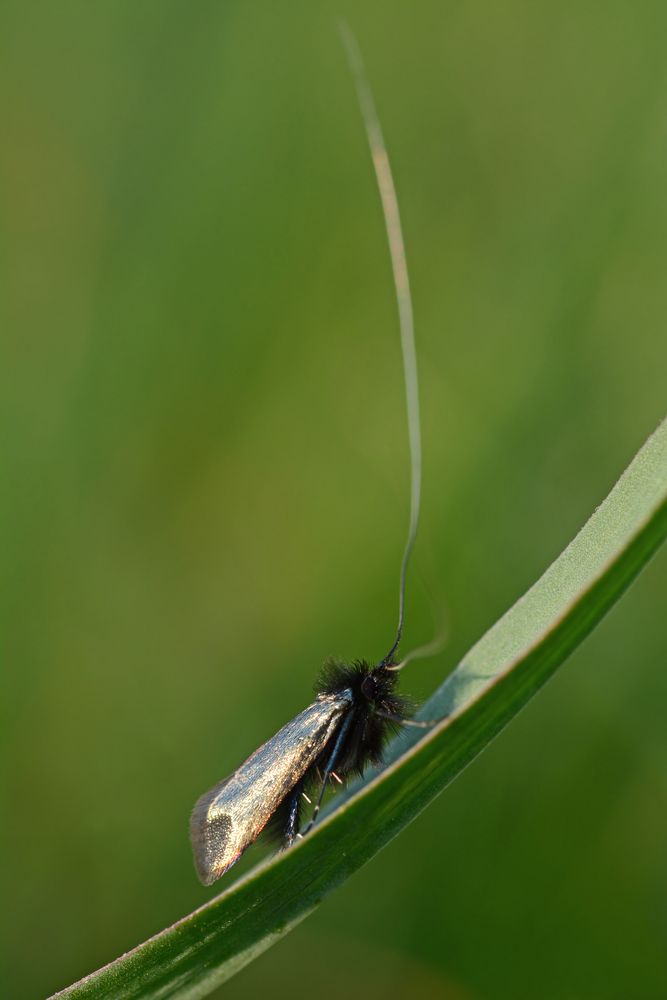 Adela reaumurella