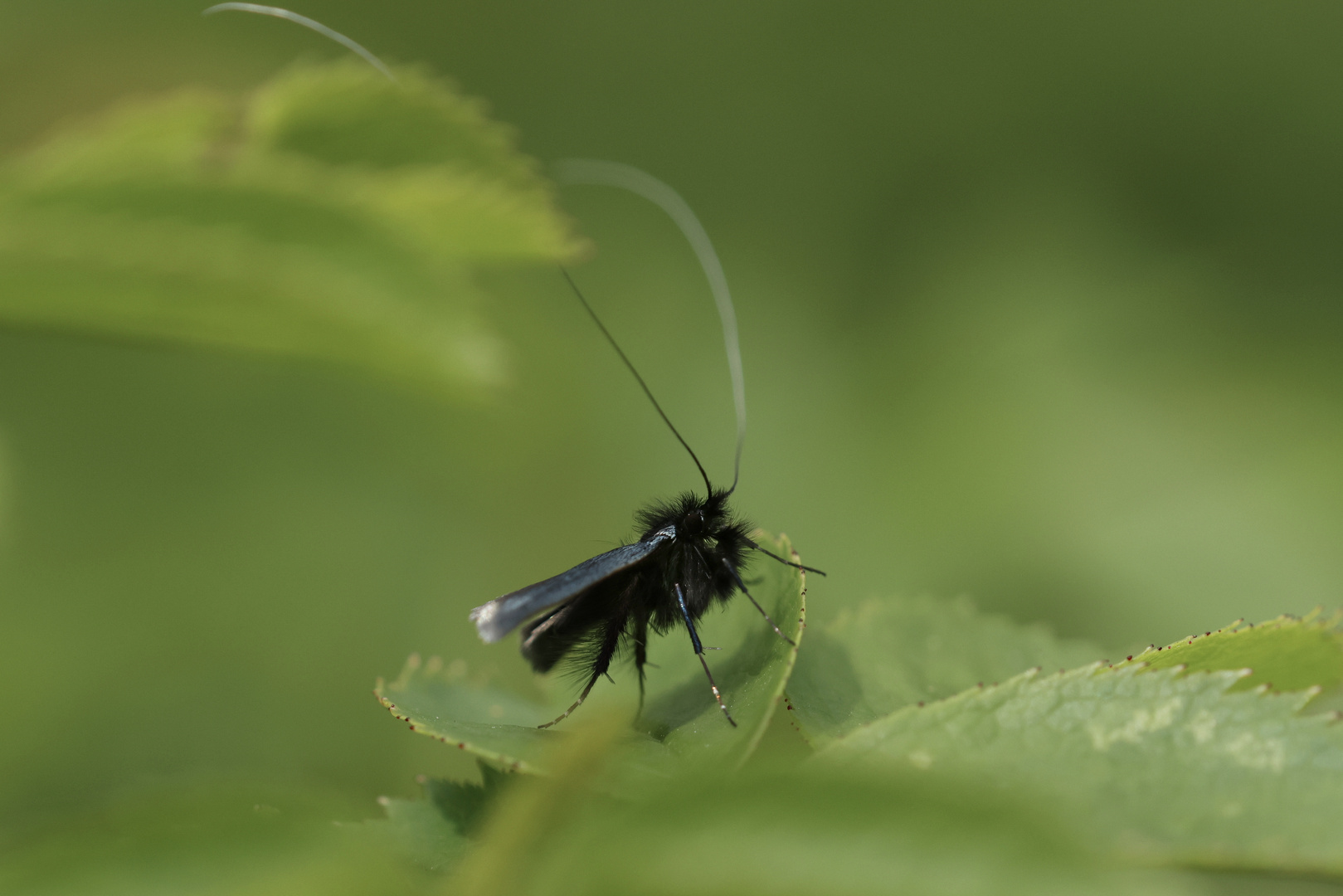 Adela reaumurella