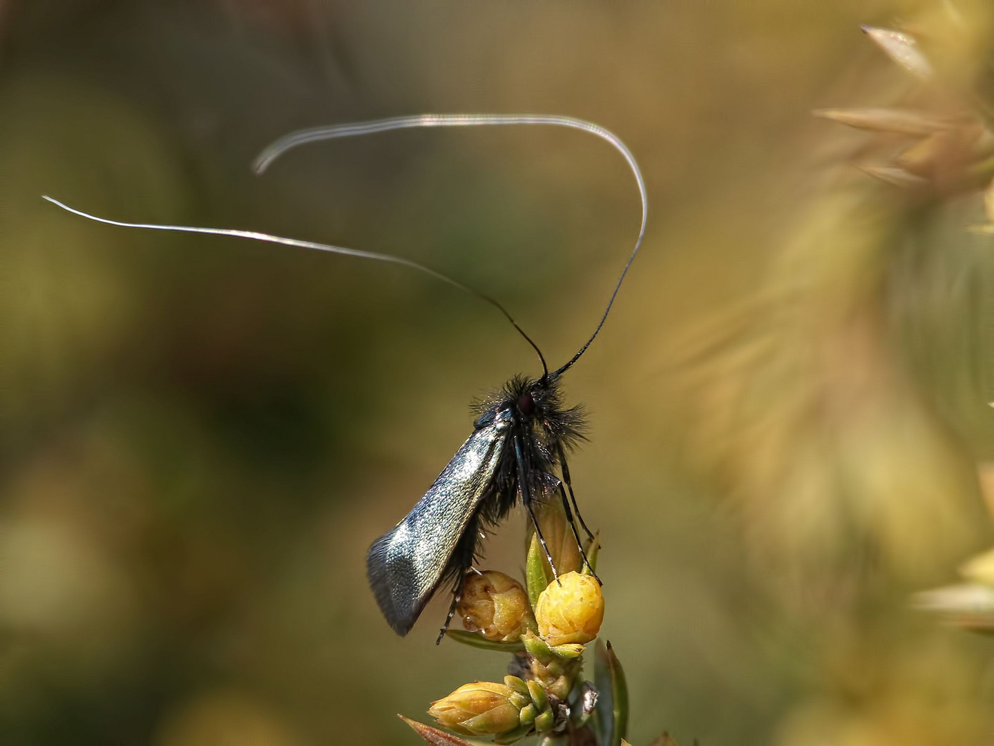 Adela reaumurella ?