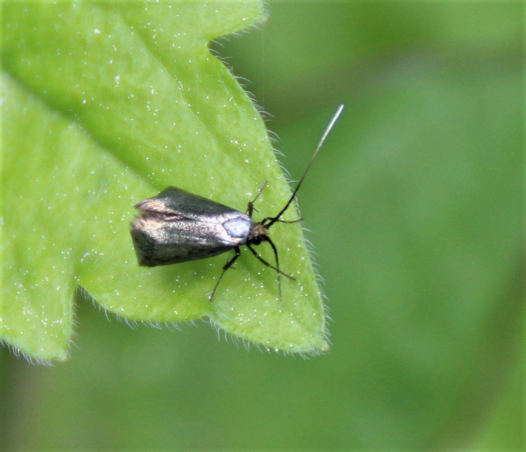  Adela reaumurella - grüner Langfühler