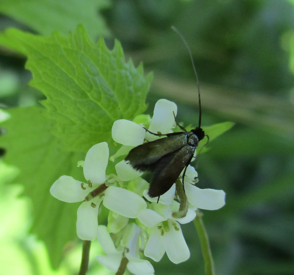  Adela reaumurella - grüner Langfühler 