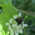  Adela reaumurella - grüner Langfühler 