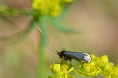 Adela reaumurella Männchen