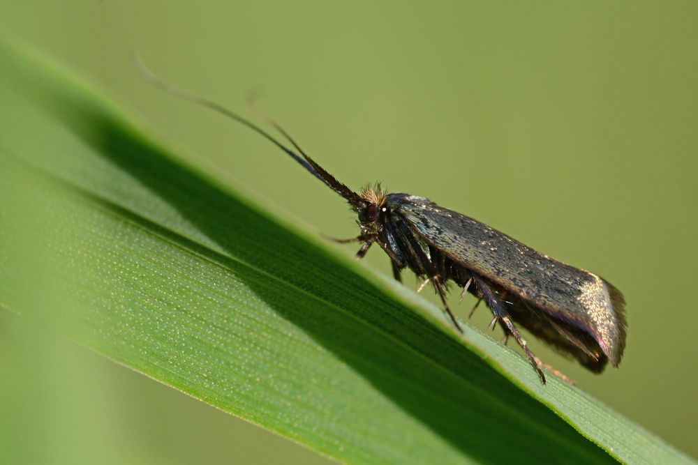 Adela reaumurella Weibchen