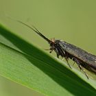 Adela reaumurella Weibchen