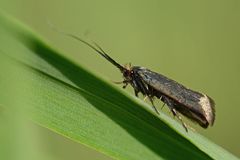 Adela reaumurella Weibchen