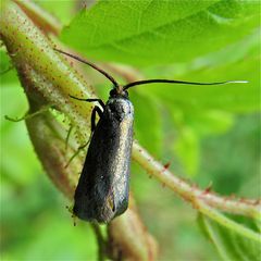 Adela sp., eine Kleinschmetterlingsart.