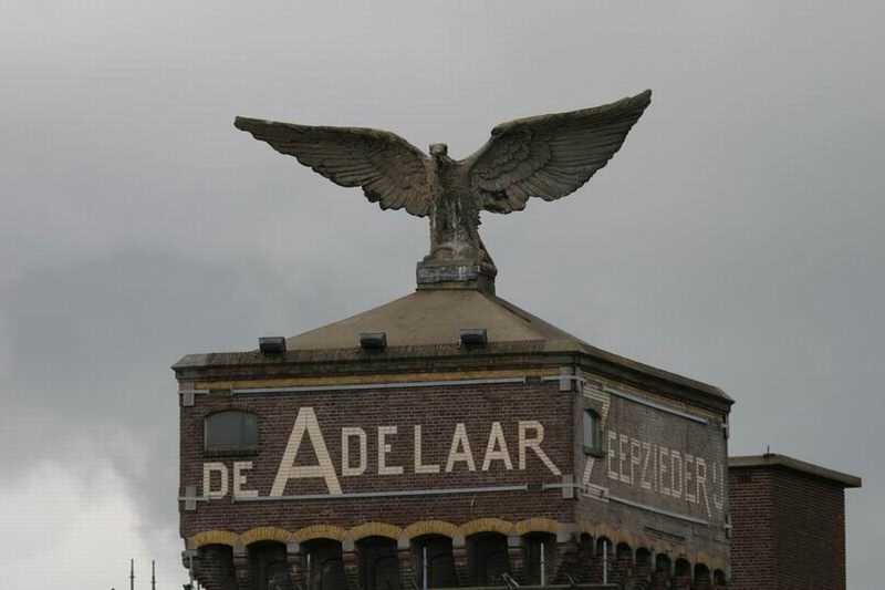 adelaar