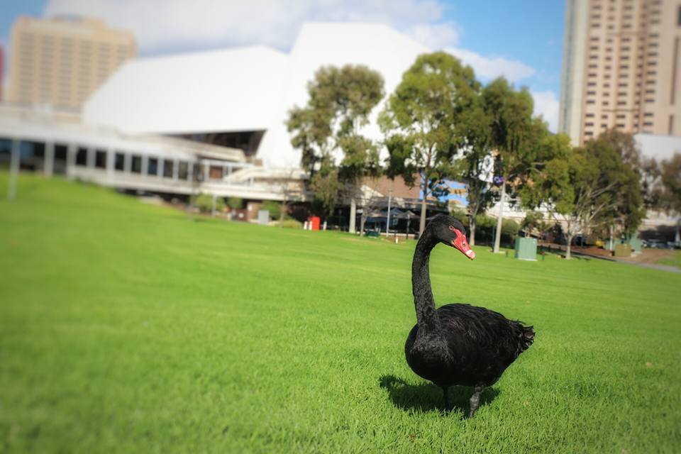 Adelaide Festival Centre