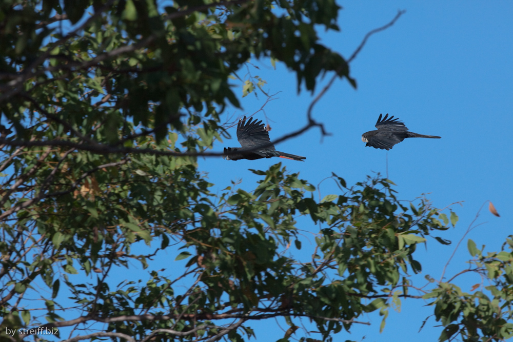 Adelaide River 'Black Kakadu'