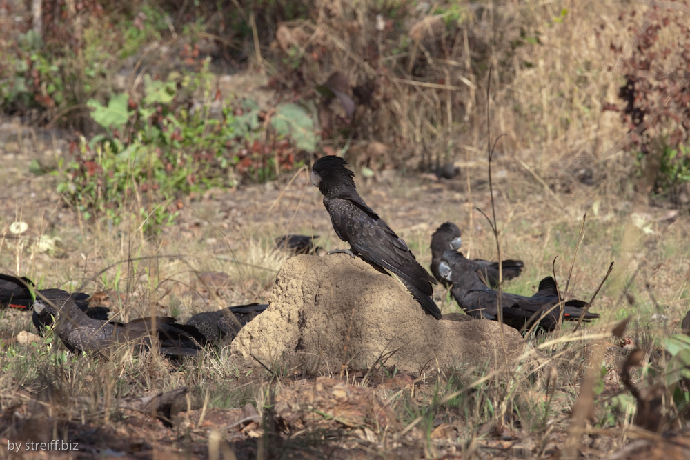 Adelaide River 'Black Kakadu' 2