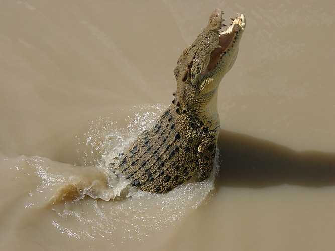 Adelaide River (River) Jumping Crog Juni 2005