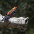 Adelaide Rosella