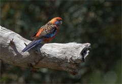 Adelaide Rosella