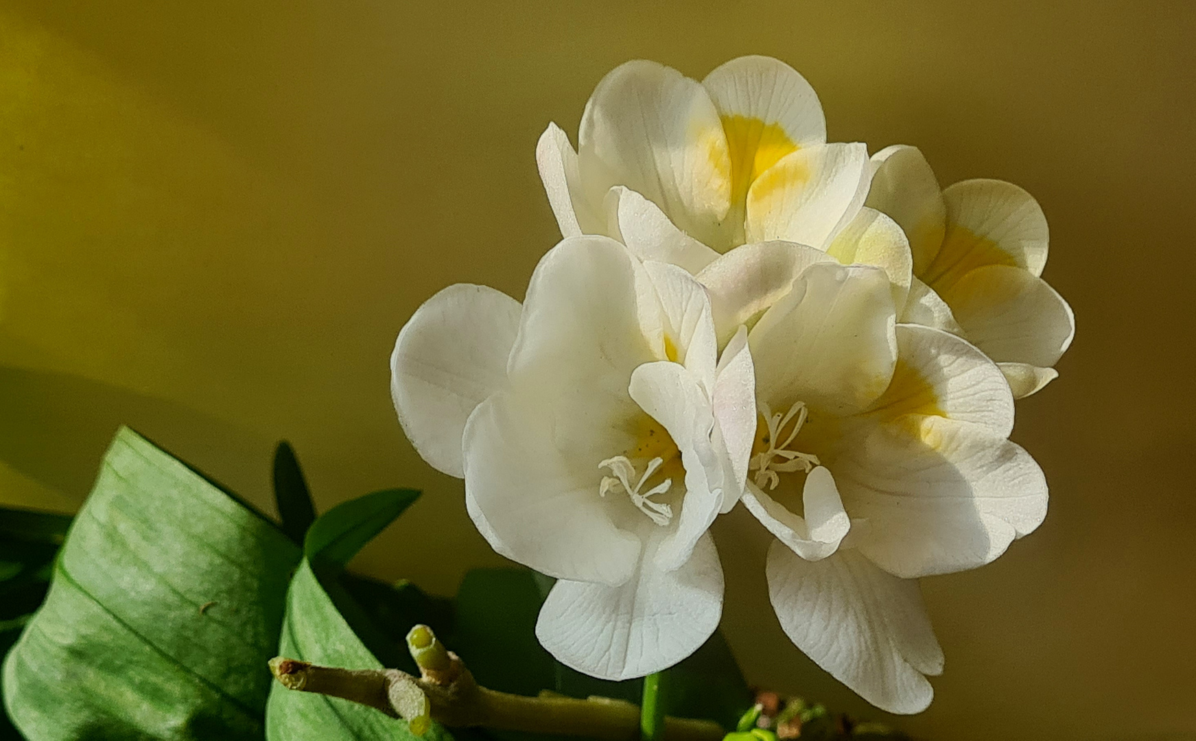 Adelantada a la primavera