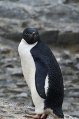 Adelepinguin