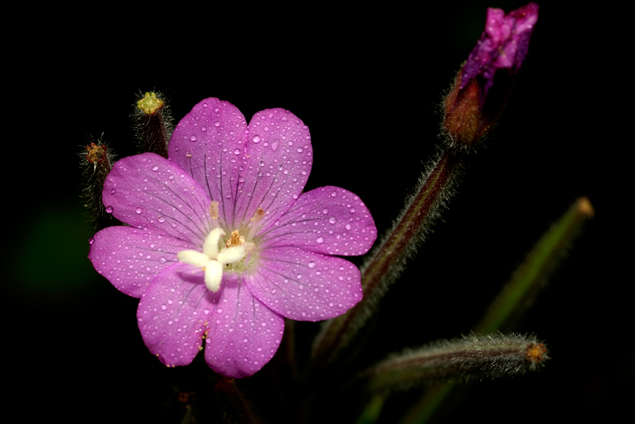 Adelfilla pelosa