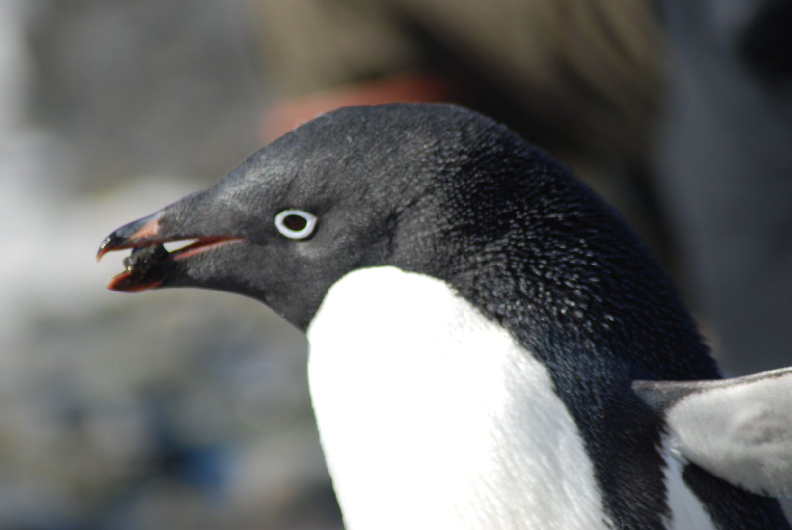 adeli penguin with pebble