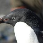 adeli penguin with pebble