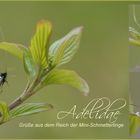 Adelidae