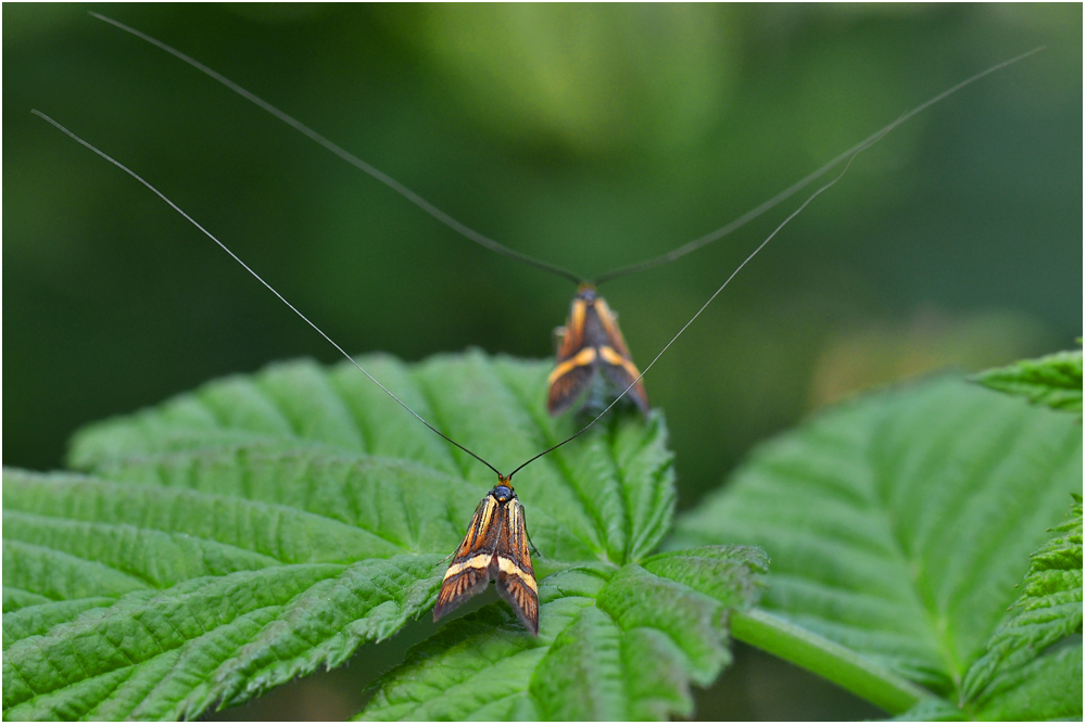 Adelidae - Langhornmotten - Nemophora degeerella
