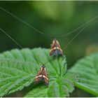 Adelidae - Langhornmotten - Nemophora degeerella