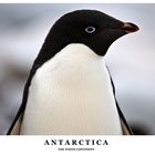 [ Adelié Penguin ]