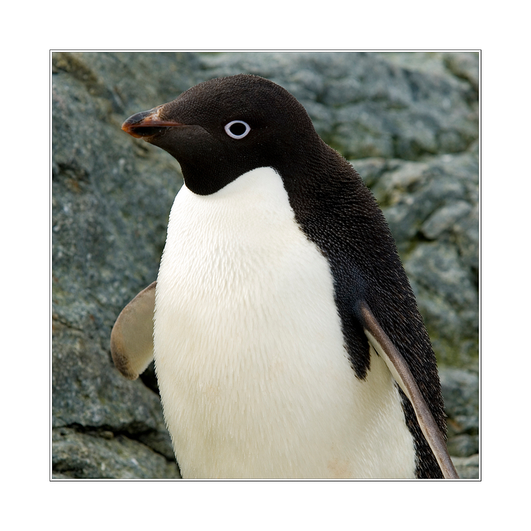 Adelie Penguin (Close-up)