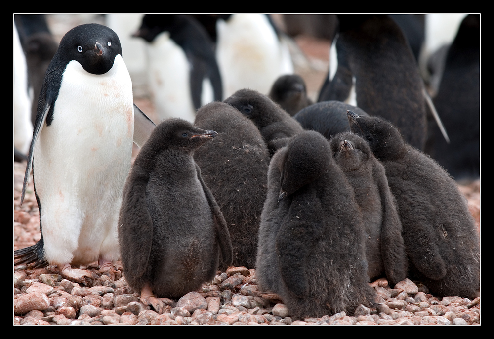 Adelie Penguin Rookery Foto & Bild | antarctica, poles