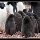 Adelie Penguin Rookery